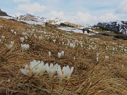 62 Monte Campo e i crocus
